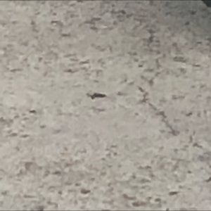 Meet your Posher, Beau